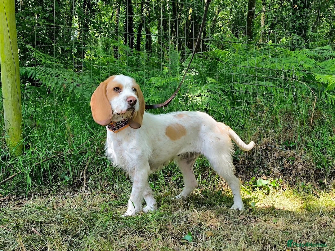 Mixed Breed dogs for adoption: Lovely Polly Griffon X looking for adoption - Advert 13