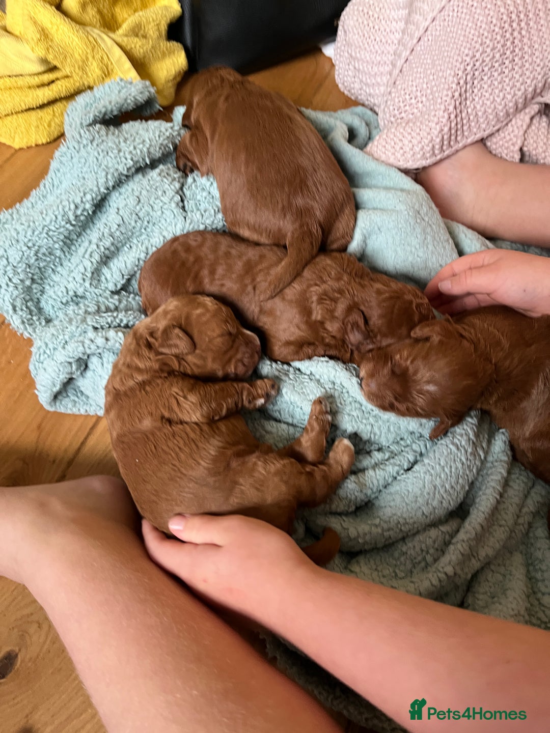 Labradoodle dogs for sale: Labradoodles for sale  - Image 2