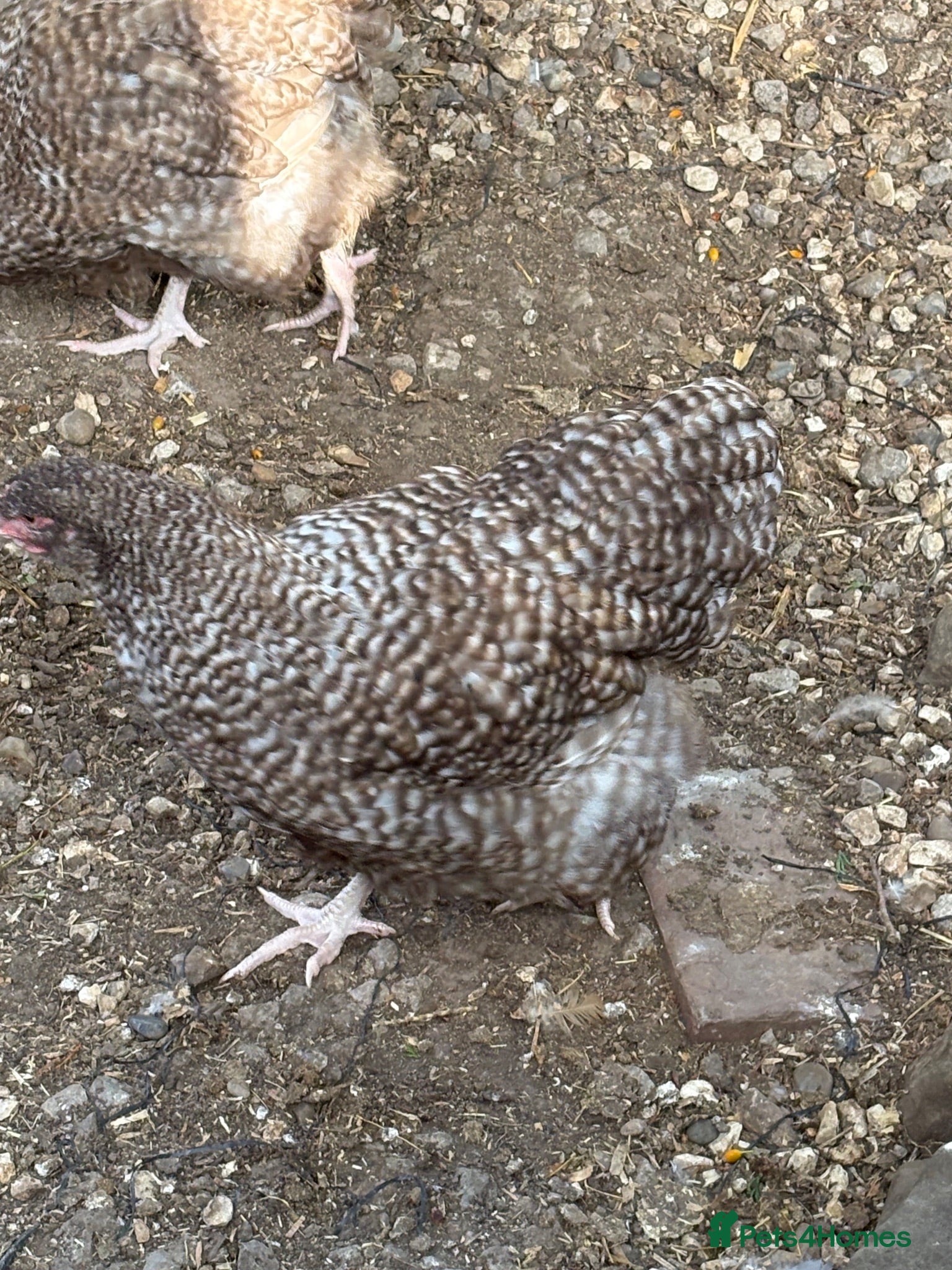 Chickens poultry Chocolate cuckoo orpington group 4 pullets 1 cock  - Advert 3