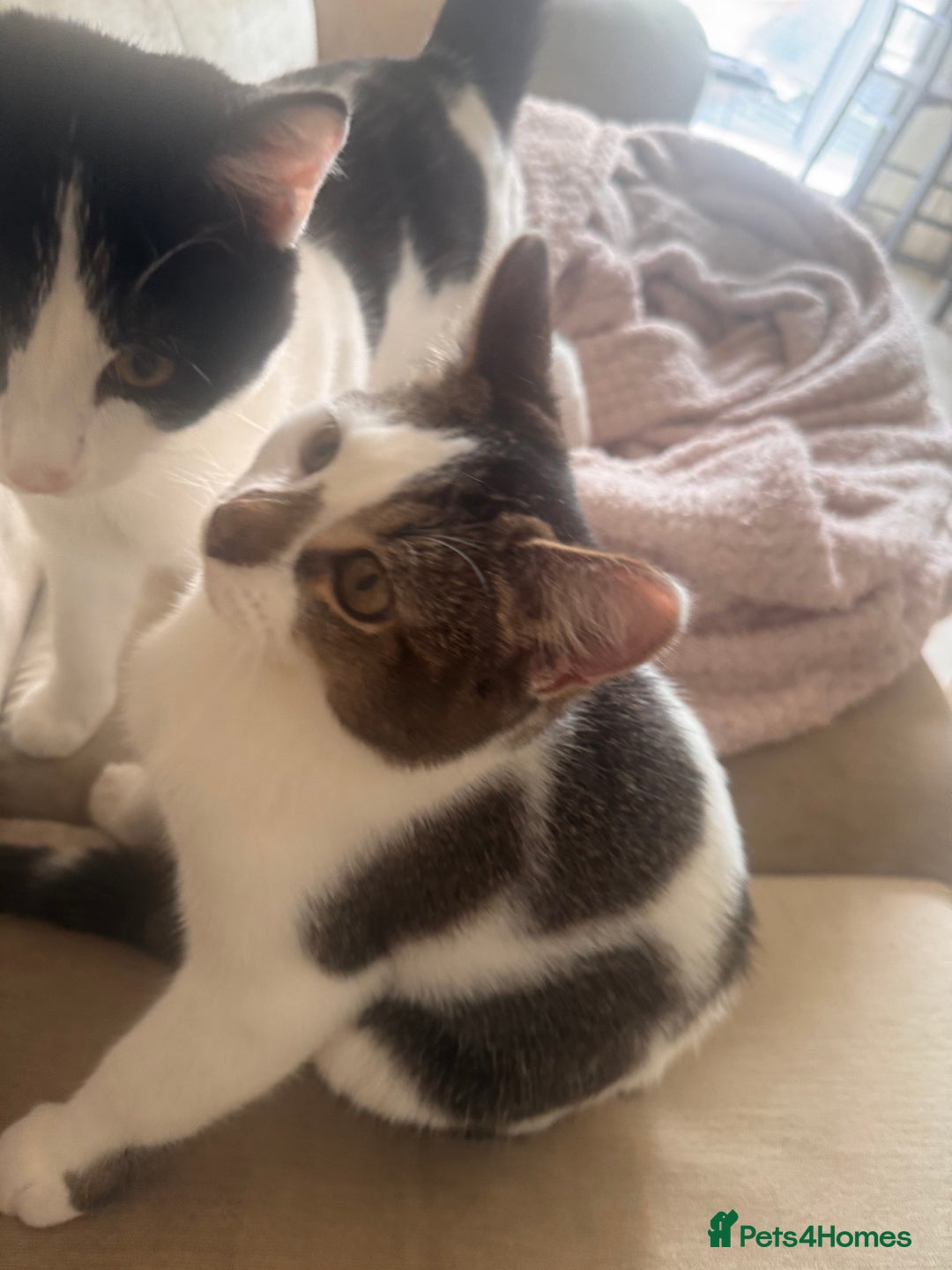 British Shorthair cats for sale: Two male kittens for sale - Advert 3