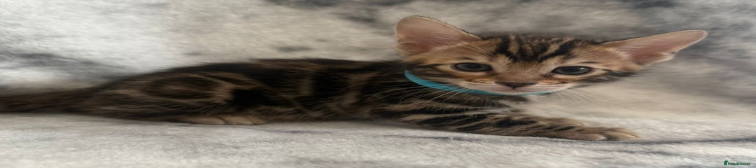 Bengal Kitten 6