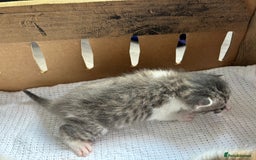 Mixed Breed cats for sale: Ready in 4 weeks time  - Image 1