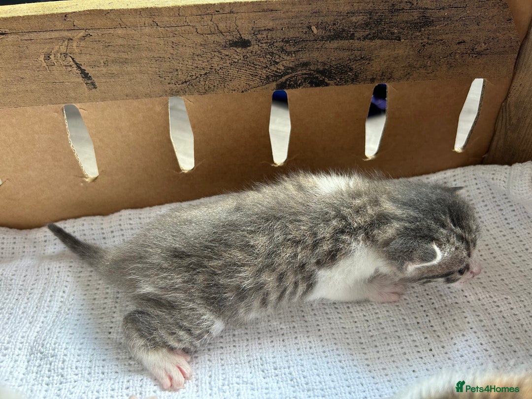 Mixed Breed cats for sale: Ready in 4 weeks time  - Image 1