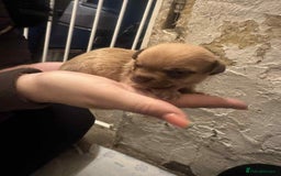 Chihuahua dogs for sale: Chihuahua girl pups  - Image 14