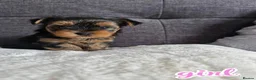 Yorkshire Terrier dogs for sale: Outstanding Pedigree Yorkshire Terrier Puppies ❤️ - Advert 13