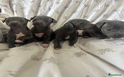 Italian Greyhound dogs for sale: 1 boy left  - Image 3