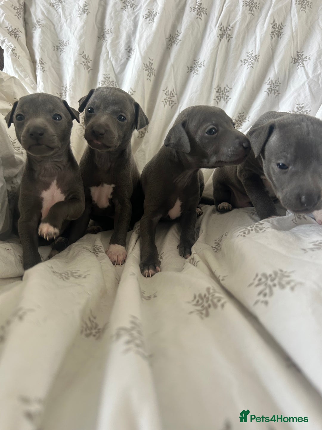 Italian Greyhound dogs for sale: 1 boy left  - Image 3