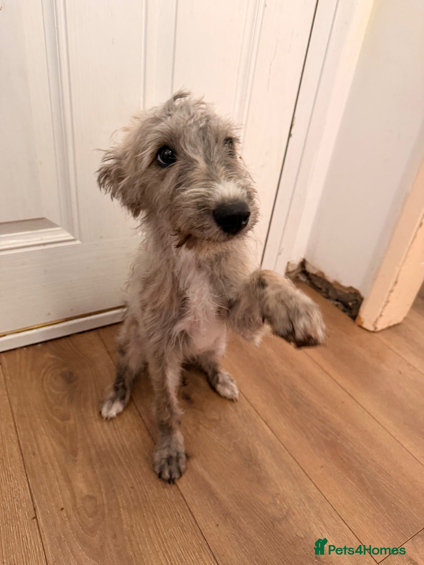 Mixed Breed dogs REHOMING BEDLINGTON TERRIER X LURCHER 4 months old - Advert 2