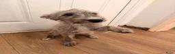 Mixed Breed dogs for sale: REHOMING BEDLINGTON TERRIER X LURCHER 4 months old - Advert 1