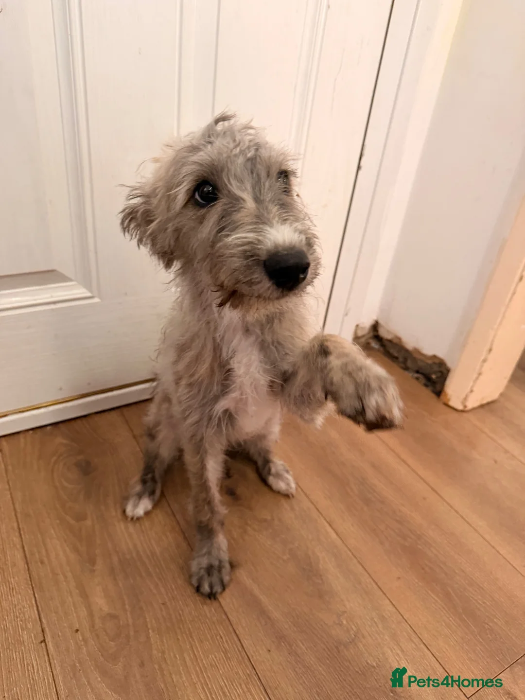 Mixed Breed dogs for sale: REHOMING BEDLINGTON TERRIER X LURCHER 4 months old - Advert 1