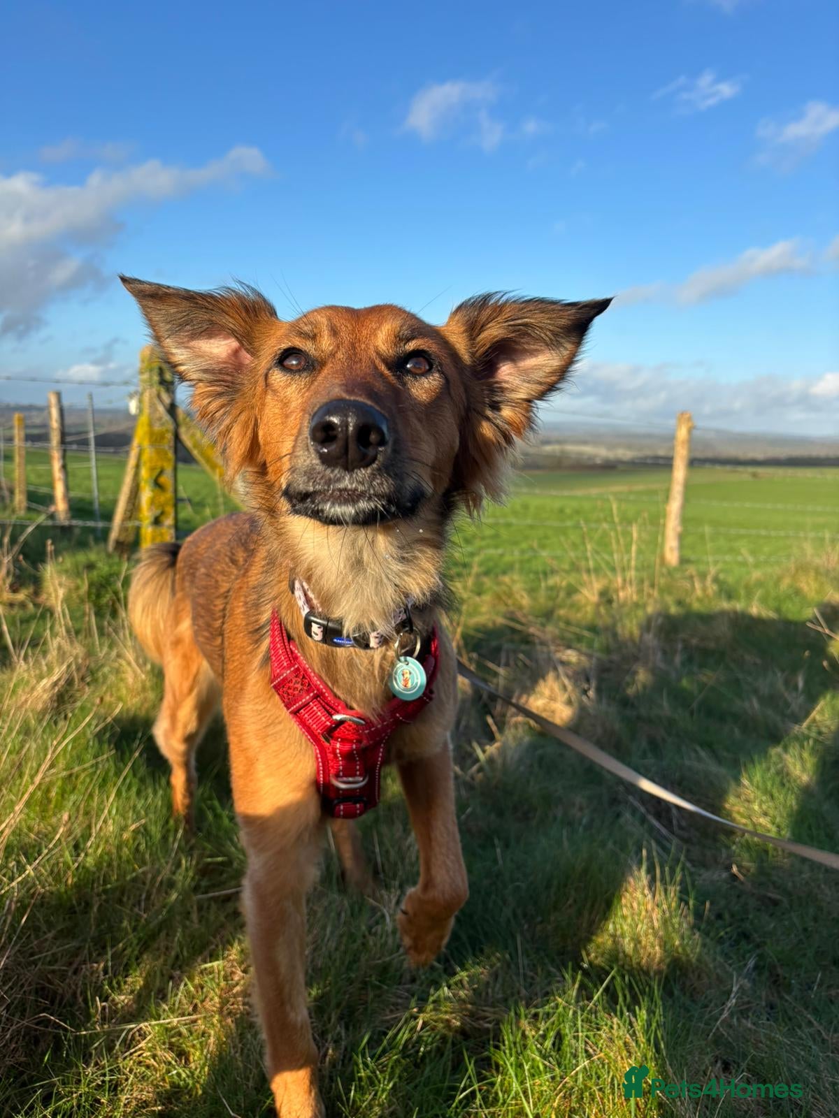 Mixed Breed dogs Pretty girl Trudi looking for her forever home  in Portsmouth - Advert 1