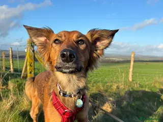 Mixed Breed dogs Pretty girl Trudi looking for her forever home in Portsmouth - Advert 1