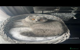 Scottish Fold cats for sale: 🐱TICA Scottish fold & Scottish straight kittens  - Image 8