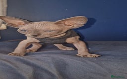 Sphynx cats for sale: Gorgeous Canadian Sphynx kittens - Image 26