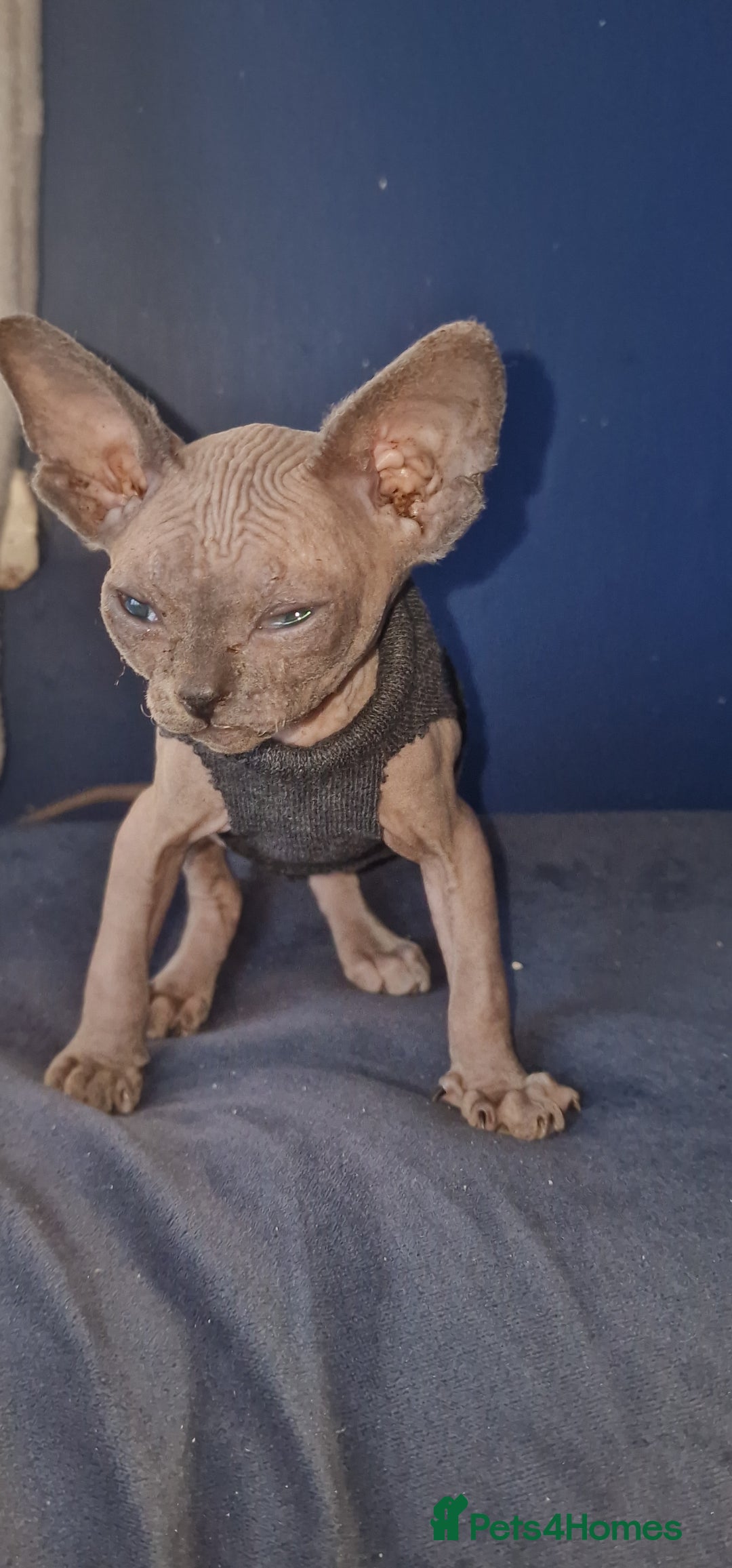 Sphynx cats for sale: Gorgeous Canadian Sphynx kittens - Image 26