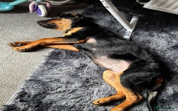 Mixed Breed dogs for sale: New home needed! - Advert 3