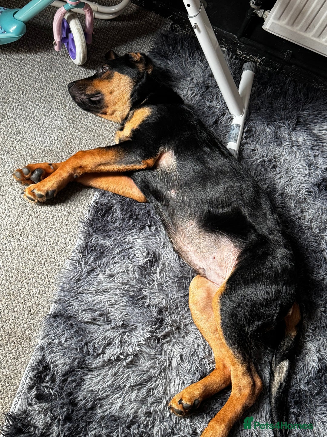 Mixed Breed dogs for sale: New home needed! - Advert 3