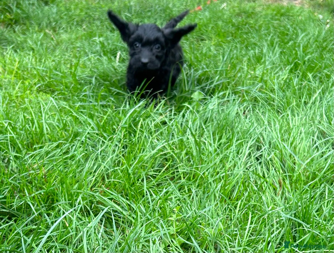 Cockapoo dogs for sale: Beautiful miniature Teddybear Cockerpoos puppies  - Image 15
