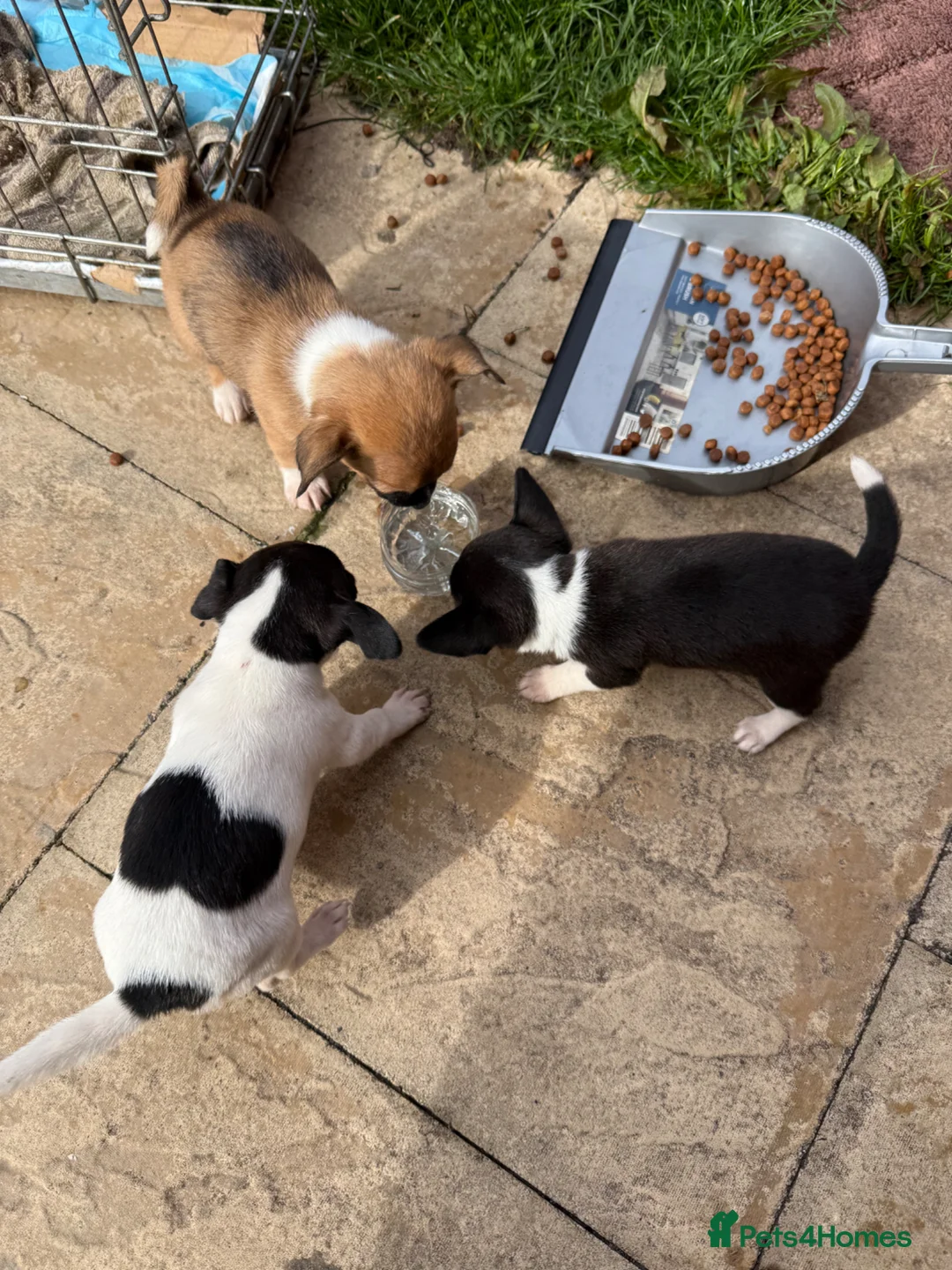 Jack Chi dogs for sale: How far sale is my Three adorable jack chi  in Chester - Advert 1
