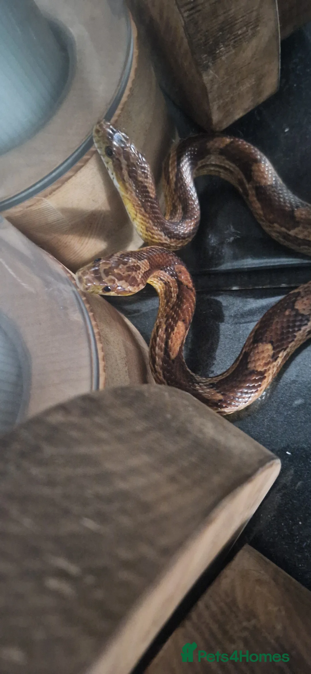 Corn Snake reptiles for sale: Fluffy and luna the corn snakes - Advert 3