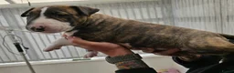 English Bull Terrier dogs for sale: Stunning English bull terrier puppies  - Advert 28