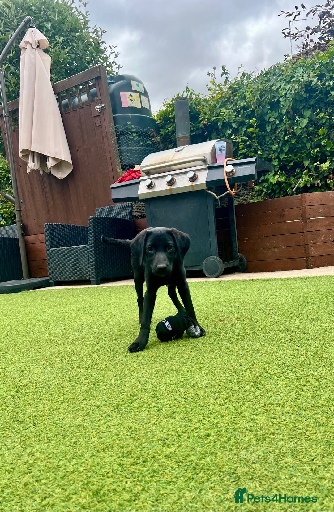 Labrador Retriever dogs for sale: Stunning litter of Black Labrador puppies  in Lydbury North - Image 5