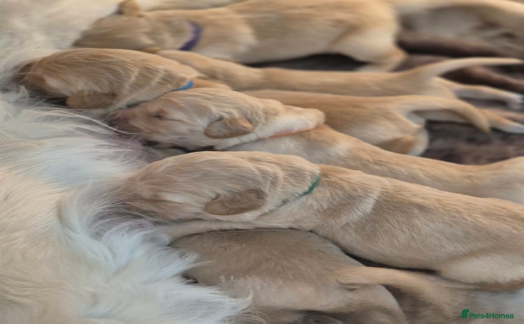 Golden Retriever dogs - Advert 7