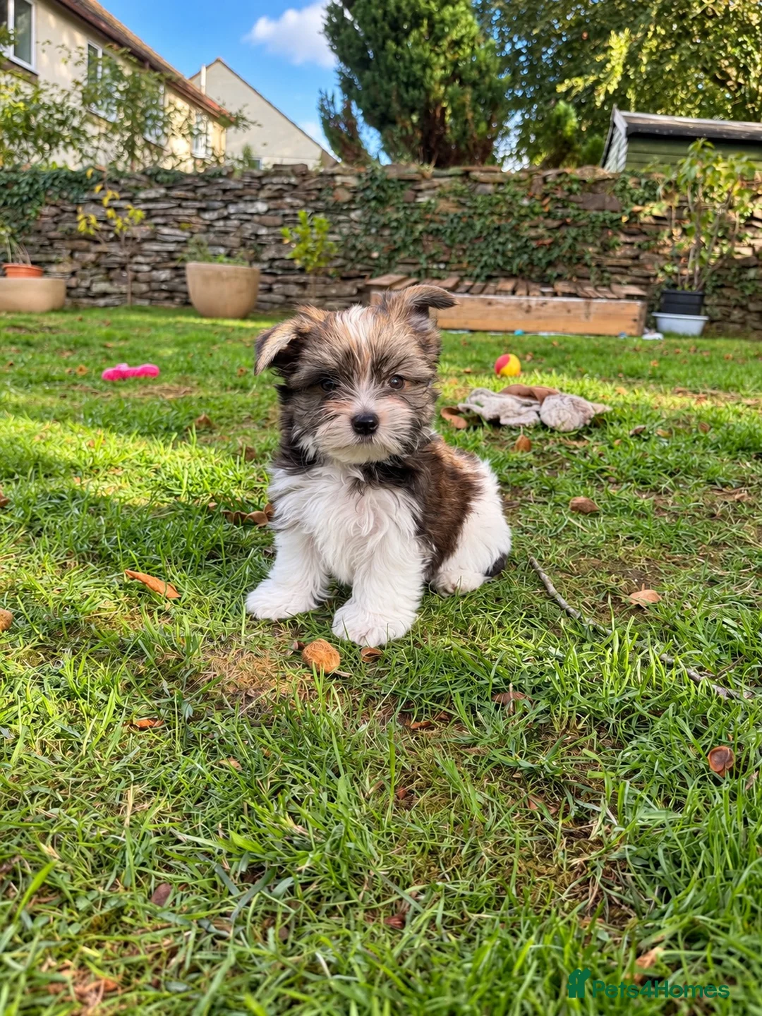 Yorkshire Terrier dogs for sale: Beautiful Biewer YorkieTerrier puppies Ready Soon  - Advert 32