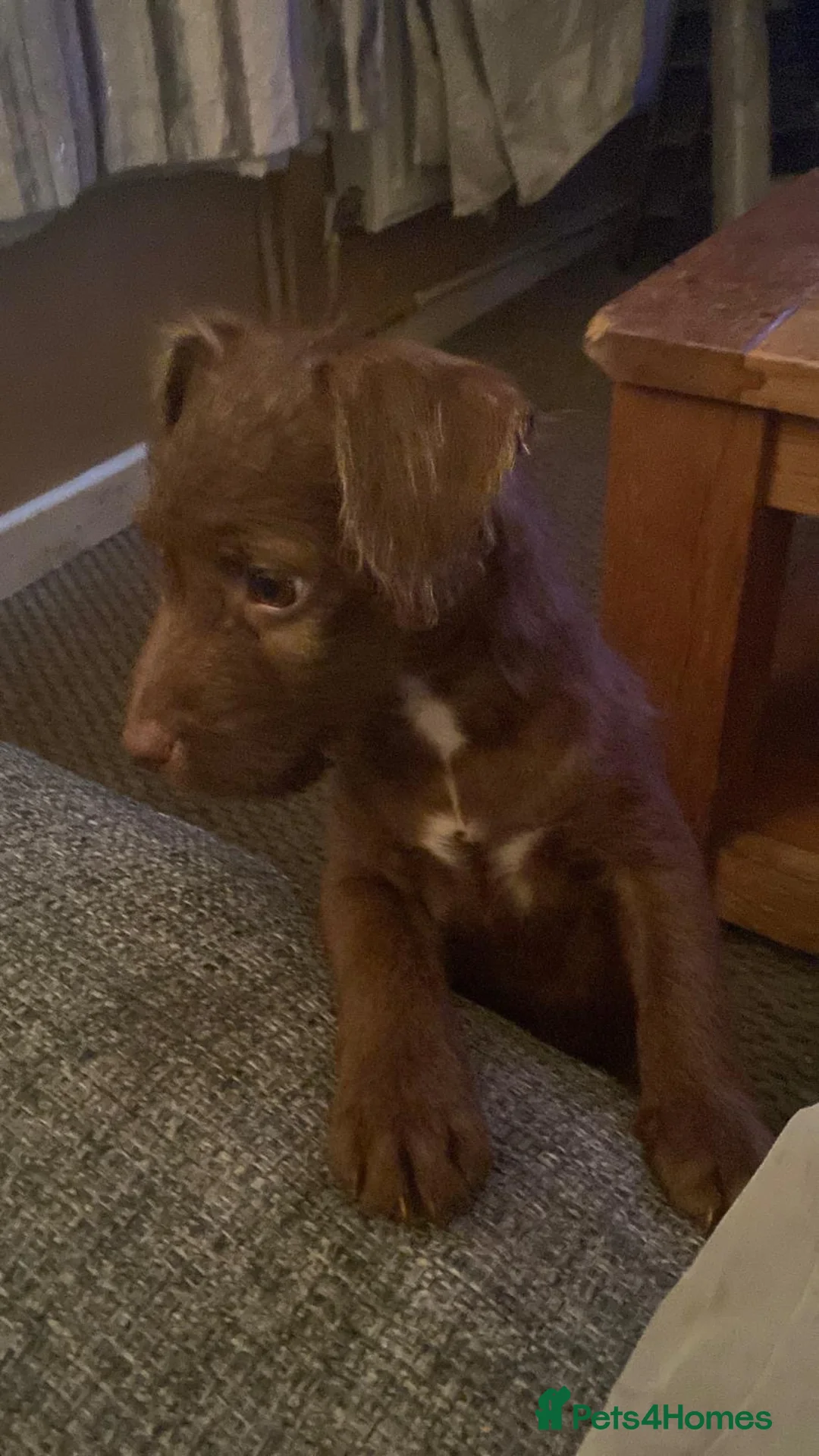 Patterdale Terrier dogs for sale: Patterdale terrier pups  - Advert 1