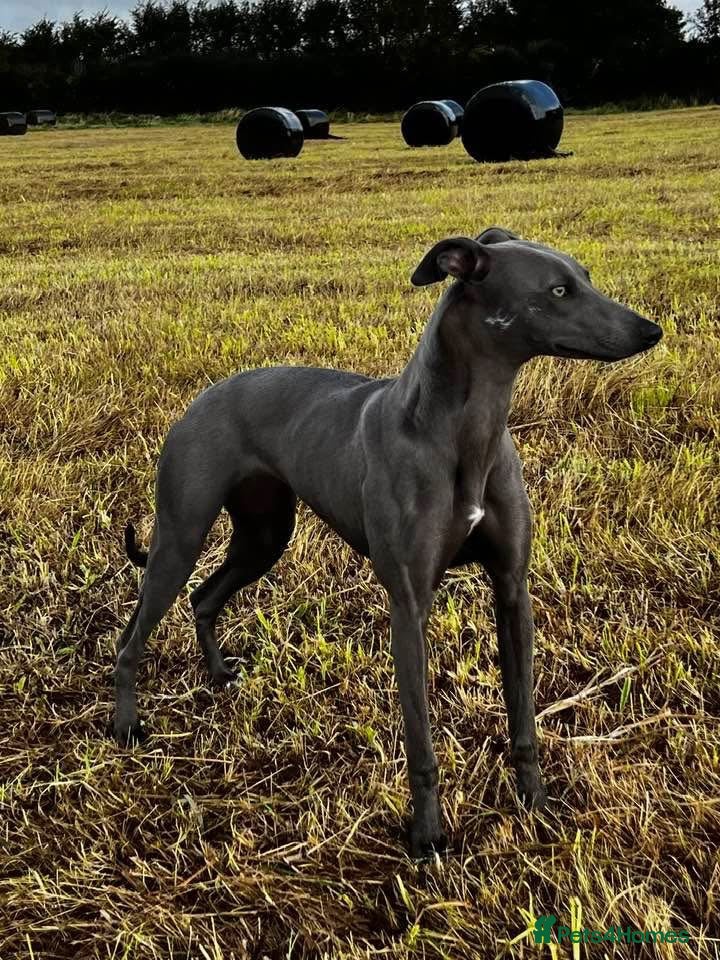Whippet dogs Whippet puppy’s - Advert 5