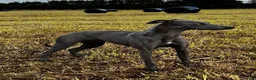 Whippet dogs for sale: Whippet puppy’s - Advert 1