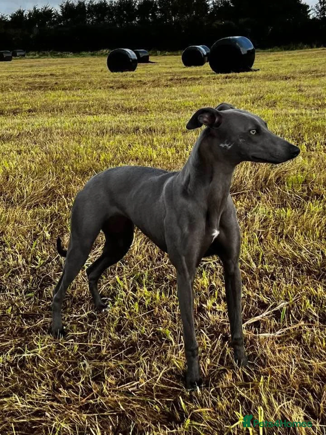 Whippet dogs for sale: Whippet puppy’s - Advert 1