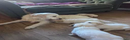 Golden Retriever dogs for stud:  Cream Golden retriever stud 1yrs old - Advert 3