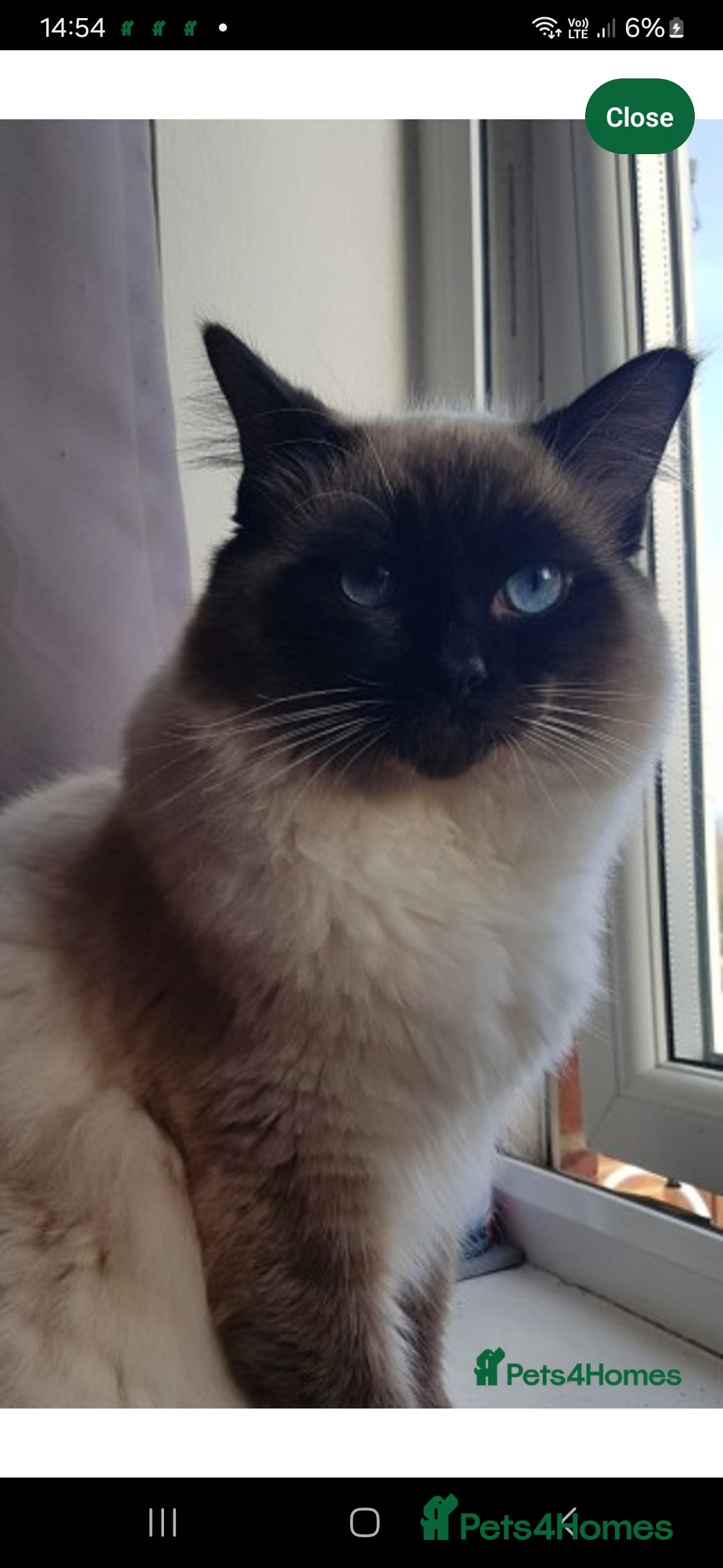 Ragdoll cats for sale: 4 gorgeous fluffy ragdoll kittens  - Image 10