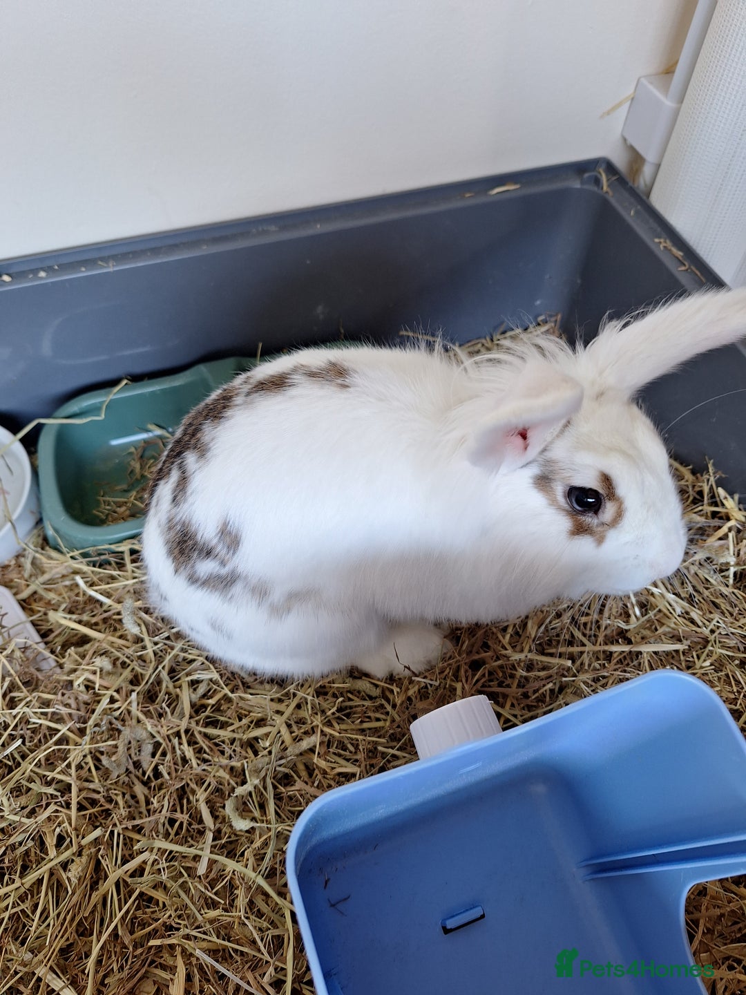 Lionhead rabbits for sale: Blossom lionhead, with full home setup.  - Image 1