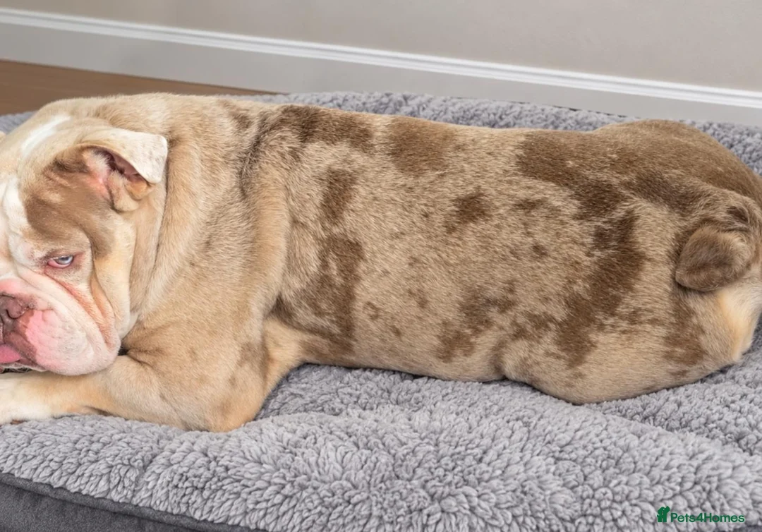 English Bulldog dogs for sale: English bulldog   - Advert 2