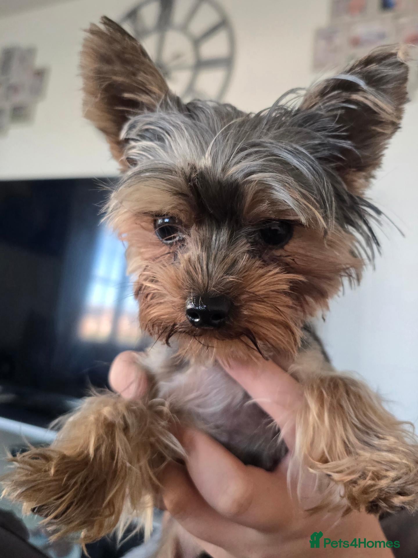 Yorkshire Terrier dogs Tiny boy yorkie Teddie - Advert 4