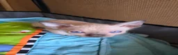 Sphynx cats for sale: Adorable Sphinx kittens  - Advert 11