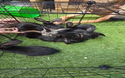 Dwarf Lop rabbits for sale: 9 Dwarf lop Rabbits ready for a new home - Image 17