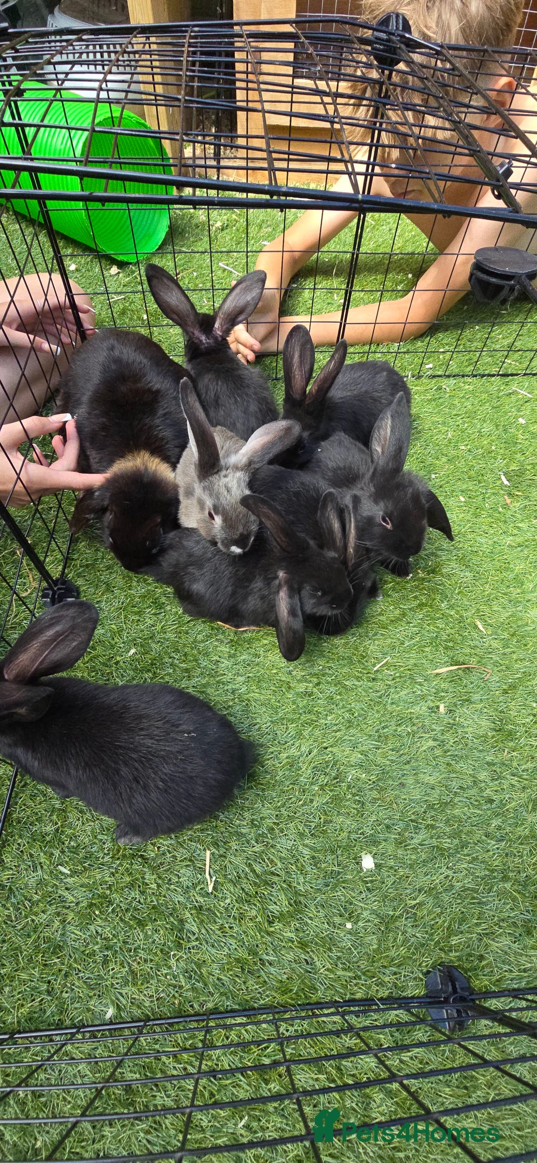 Dwarf Lop rabbits for sale: 9 Dwarf lop Rabbits ready for a new home - Image 17