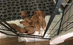 Labrador Retriever dogs for sale: Fox red Labrador puppies  - Image 5