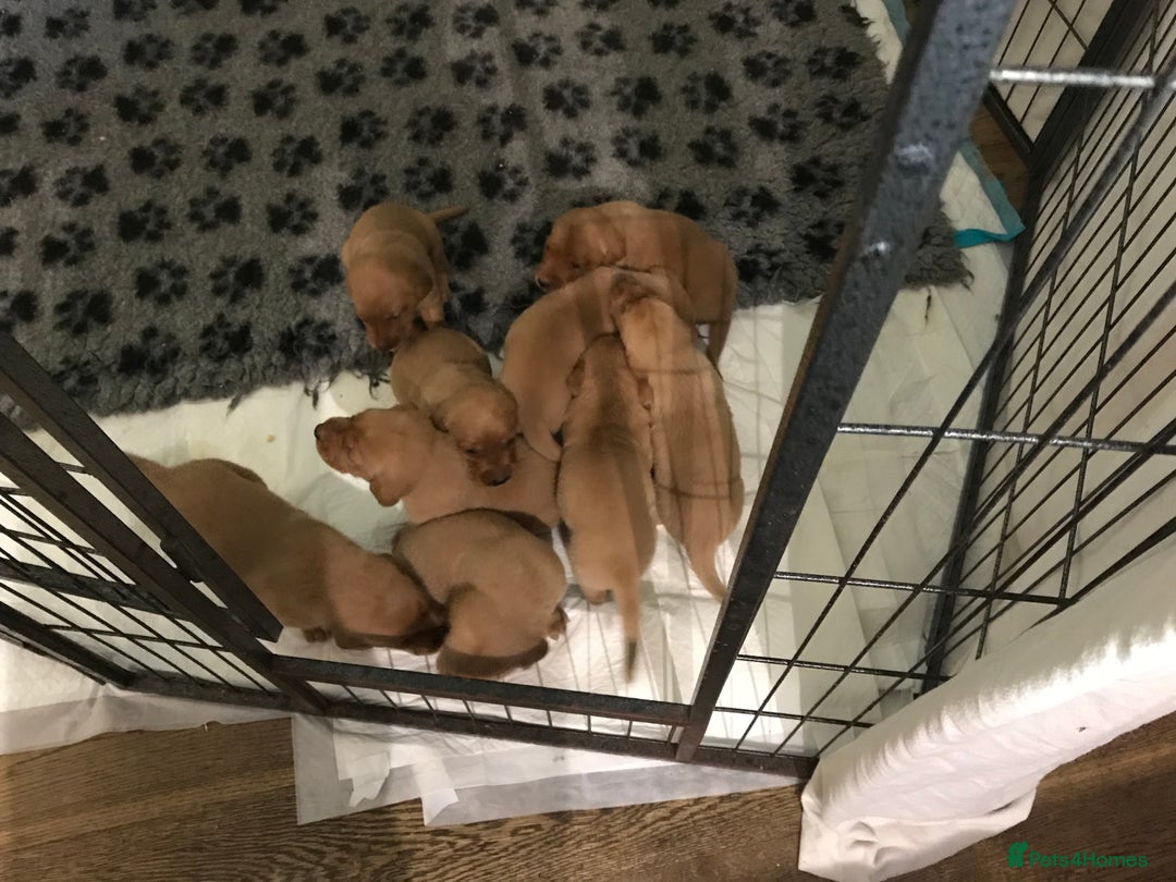 Labrador Retriever dogs for sale: Fox red Labrador puppies  - Image 5