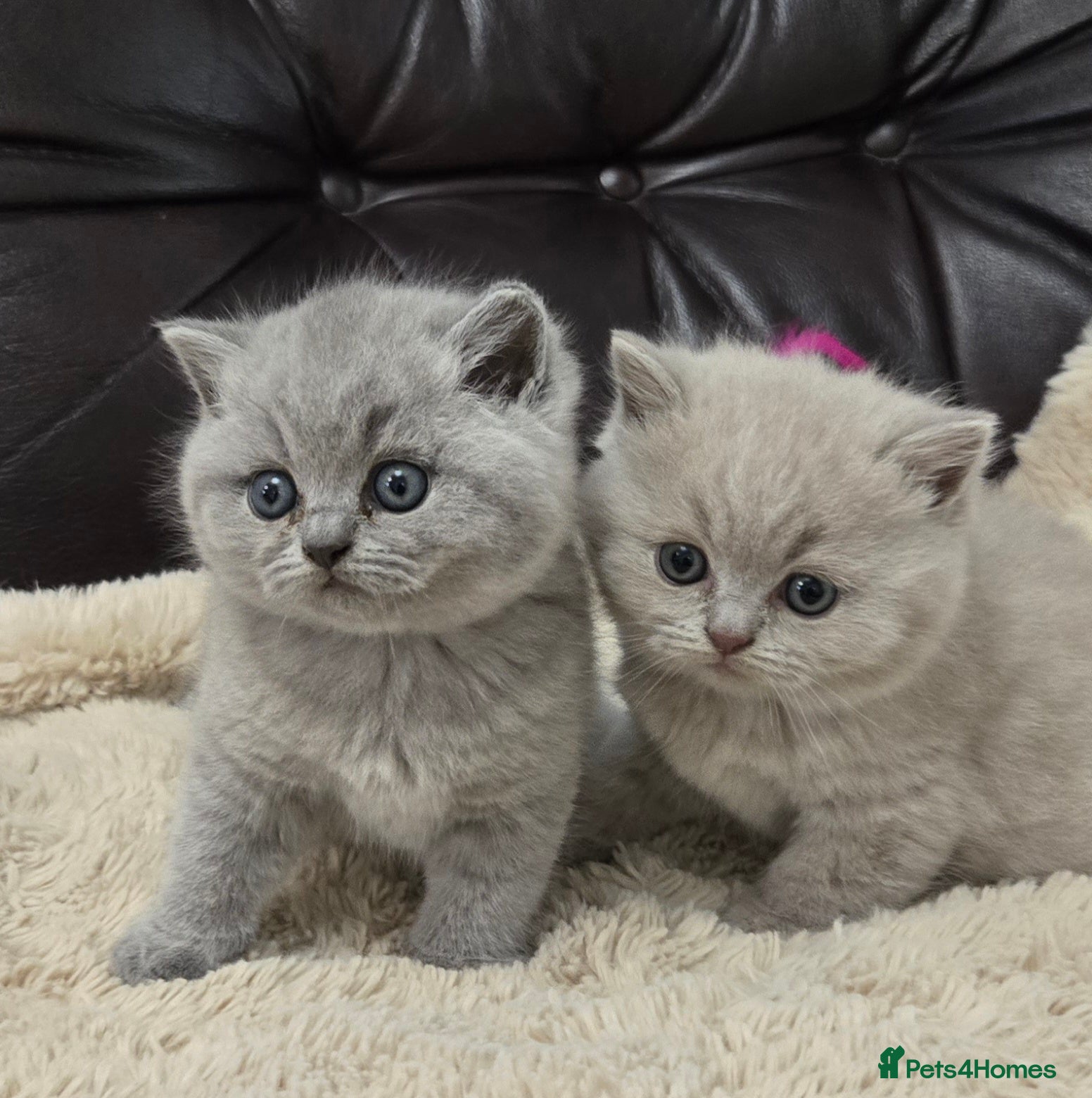 British Shorthair cats GCCF registered Imperial Grand Champion dad 🏆😍  - Advert 1