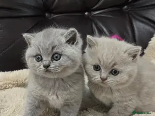 British Shorthair cats GCCF registered Imperial Grand Champion dad 🏆😍 - Advert 1