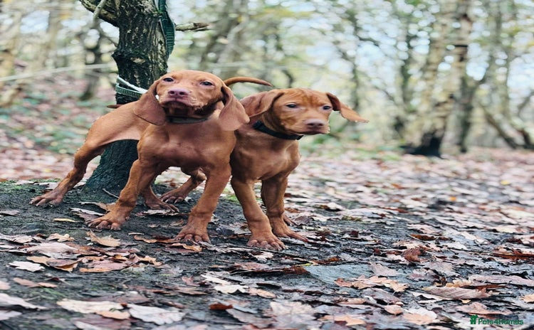 Hungarian Vizsla dogs - Advert 2