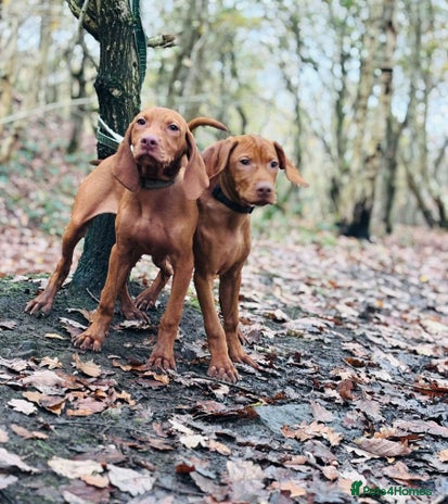 Hungarian Vizsla dogs - Advert 2
