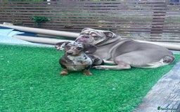 Mixed Breed dogs for sale: Missy and Prince - Advert 5