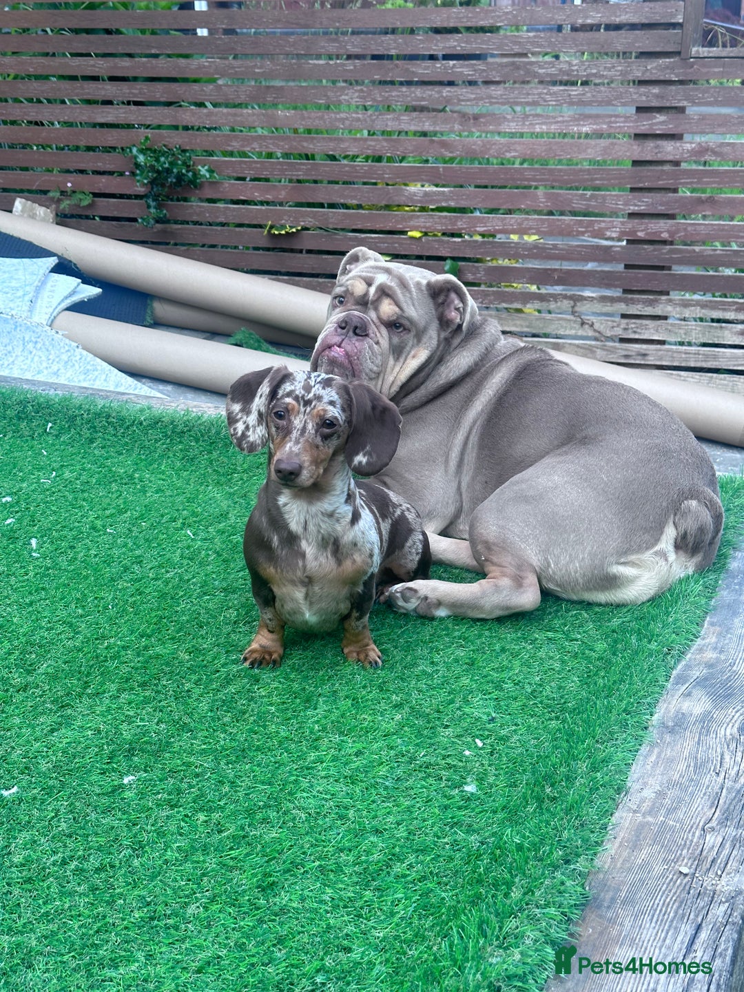 Mixed Breed dogs for sale: Missy and Prince - Advert 5