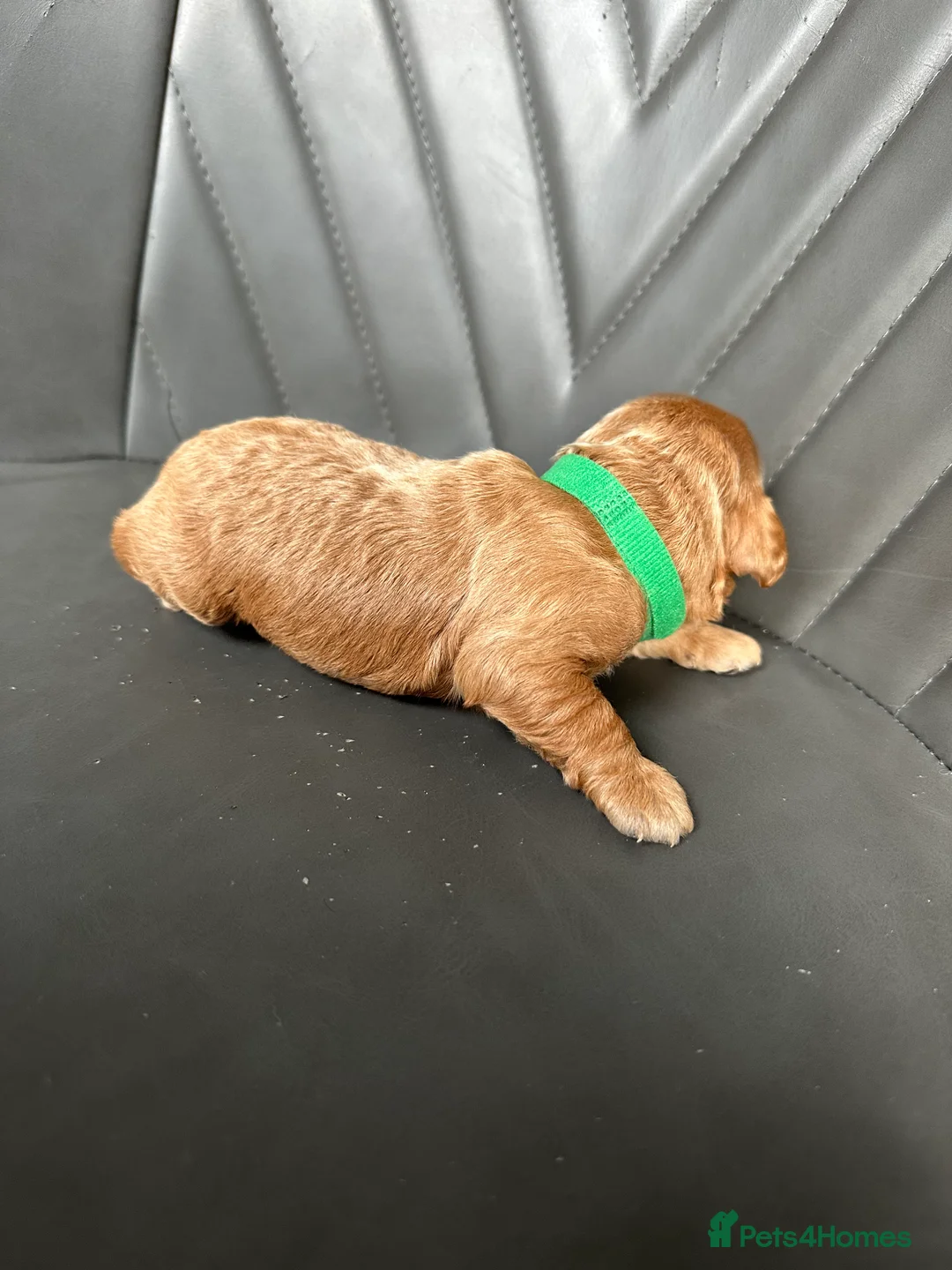 Cockapoo dogs for sale: 🌟 Stunning F1 Cockapoo Puppies 🌟  - Advert 7