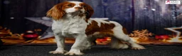 Cavalier King Charles Spaniel dogs for stud: Imported Blenheim Cavalier Stud 0% Co-ef!  in Sutton Coldfield - Advert 3